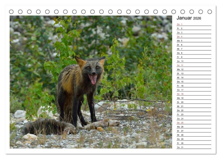 Produktbild: Alaskas Tierwelt - Paradies im Norden (Tischkalender 2026 DIN A5 quer), CALVENDO Monatskalender