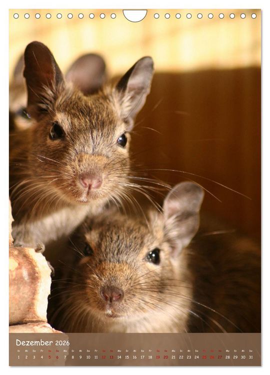 Produktbild: Degus - Winzlinge mit gro&szlig;em Herz (Wandkalender 2026 DIN A4 hoch), CALVENDO Monatskalender