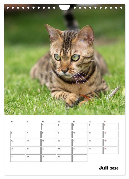 Produktbild: Bengalen - verschmust und abenteuerlustig (Wandkalender 2026 DIN A4 hoch), CALVENDO Monatskalender