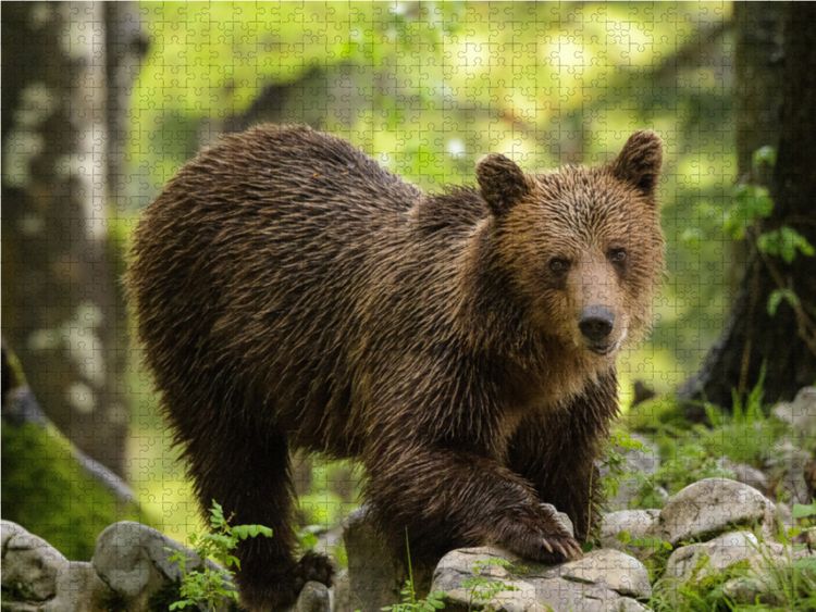 Produktbild: CALVENDO Puzzle Braunb&auml;r - Slowenien | 1000 Teile Lege-Gr&ouml;&szlig;e 64x48cm Foto-Puzzle f&uuml;r gl&uuml;ckliche Stunden
