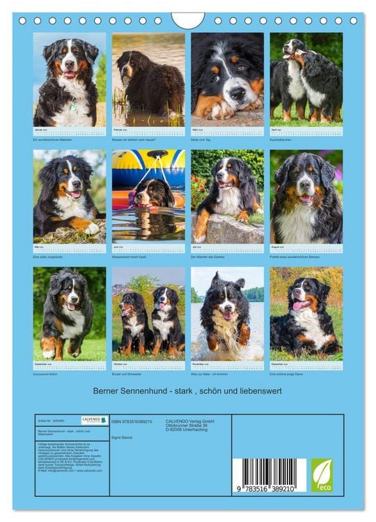 Produktbild: Berner Sennenhund - stark , sch&ouml;n und liebenswert (Wandkalender 2026 DIN A4 hoch), CALVENDO Monatskalender