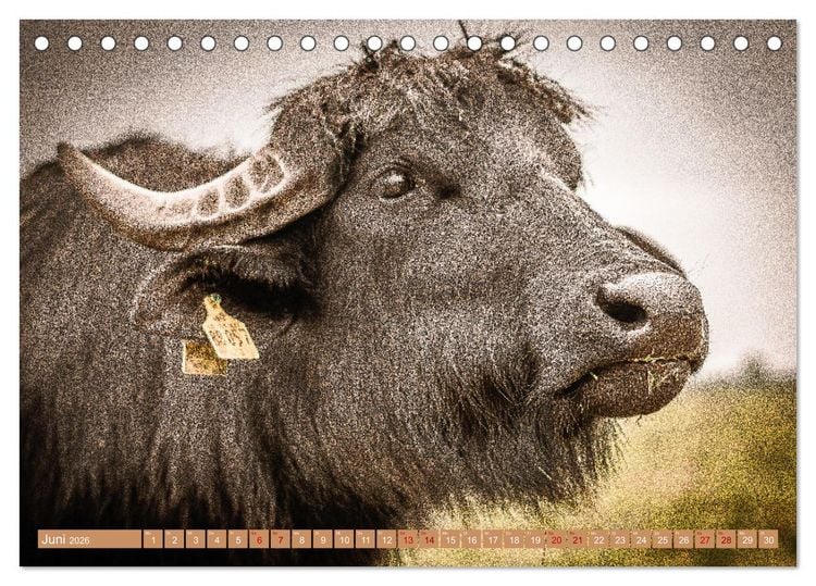 Produktbild: Mutterk&uuml;he (Tischkalender 2026 DIN A5 quer), CALVENDO Monatskalender