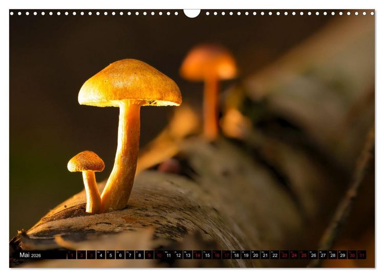 Produktbild: Wilde Pilze: Ein Kalender f&uuml;r Naturbegeisterte (Wandkalender 2026 DIN A3 quer), CALVENDO Monatskalender