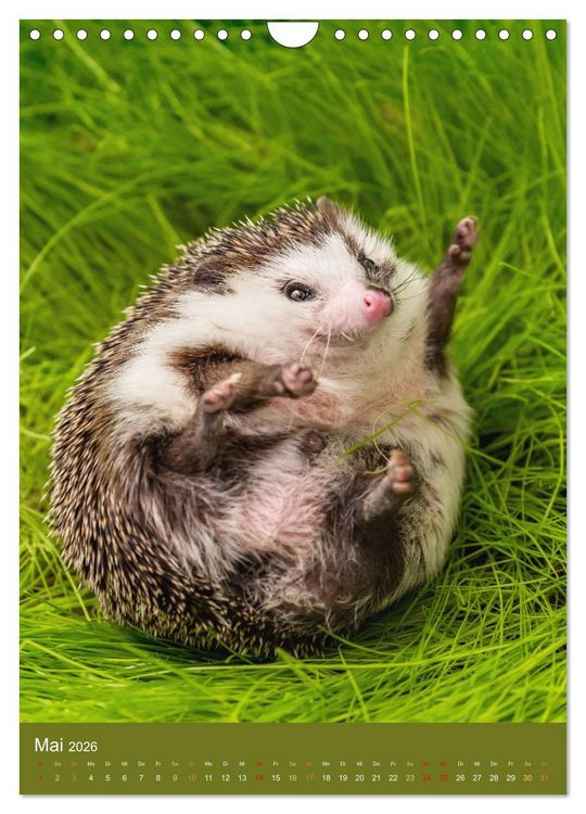 Produktbild: Gilbert der Igel (Wandkalender 2026 DIN A4 hoch), CALVENDO Monatskalender