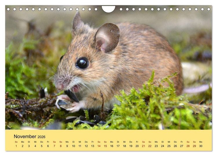 Produktbild: ... hier kommt die Maus ... (Wandkalender 2026 DIN A4 quer), CALVENDO Monatskalender