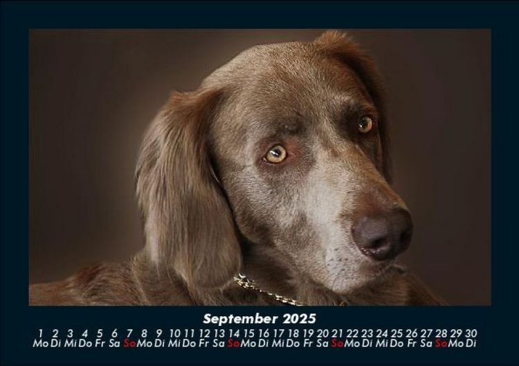 Produktbild: Hunde 2025 Fotokalender DIN A5