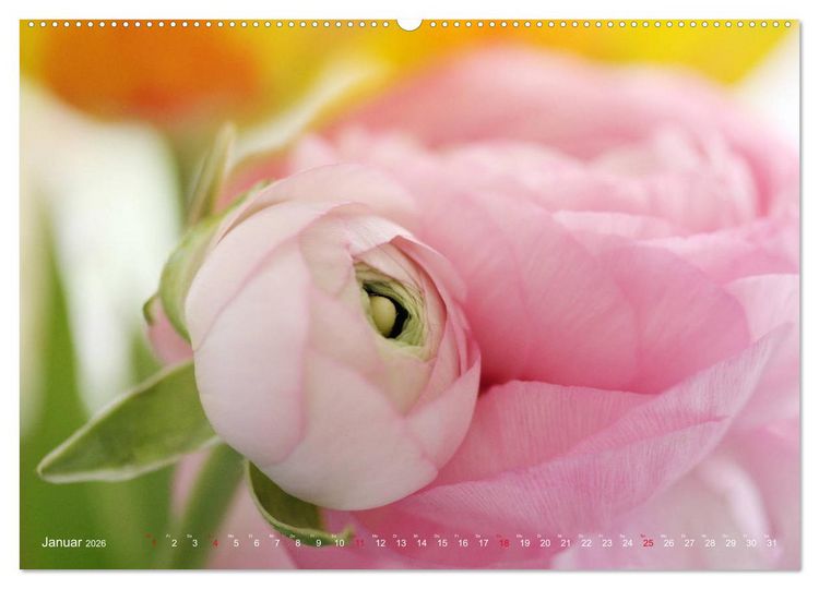 Produktbild: Ranunkeln (Wandkalender 2026 DIN A2 quer), CALVENDO Monatskalender