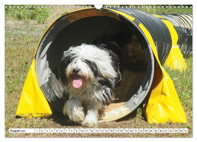 Produktbild: Tibet-Terrier - Eine Hunderasse mit Charakter (Wandkalender 2027 DIN A3 quer), CALVENDO Monatskalender