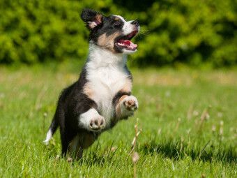 Produktbild: CALVENDO Puzzle Ein Motiv aus dem Kalender Bekannt wie ein bunter Hund. Australian Shepherd - Familienplaner hoch | 1000 Teile Lege-Gr&ouml;&szlig;e 64x48cm Foto