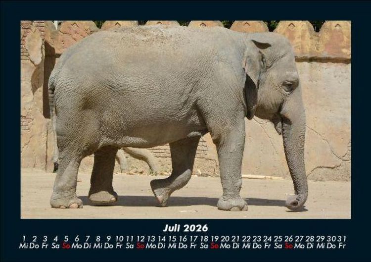 Produktbild: Elefanten - Die sanften Riesen Afrikas 2026 Fotokalender DIN A5