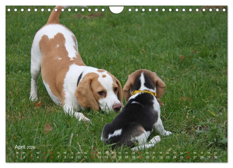 Produktbild: Beagle (Wandkalender 2026 DIN A4 quer), CALVENDO Monatskalender