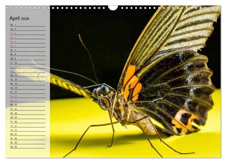 Produktbild: Die geheimnisvolle Welt der Insekten (Wandkalender 2026 DIN A3 quer), CALVENDO Monatskalender
