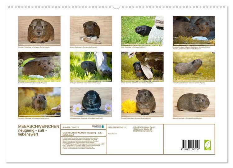 Produktbild: MEERSCHWEINCHEN neugierig - s&uuml;&szlig; - liebenswert (hochwertiger Premium Wandkalender 2026 DIN A2 quer), Kunstdruck in Hochglanz