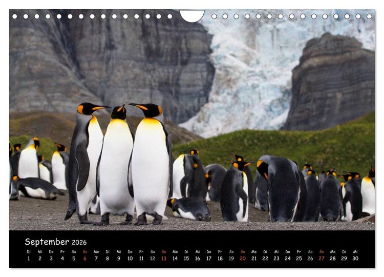 Produktbild: Pinguine aus aller Welt (Wandkalender 2026 DIN A4 quer), CALVENDO Monatskalender