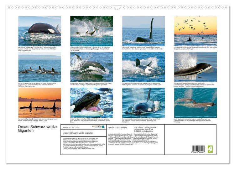 Produktbild: Orcas: Schwarz-wei&szlig;e Giganten (Wandkalender 2026 DIN A2 quer), CALVENDO Monatskalender