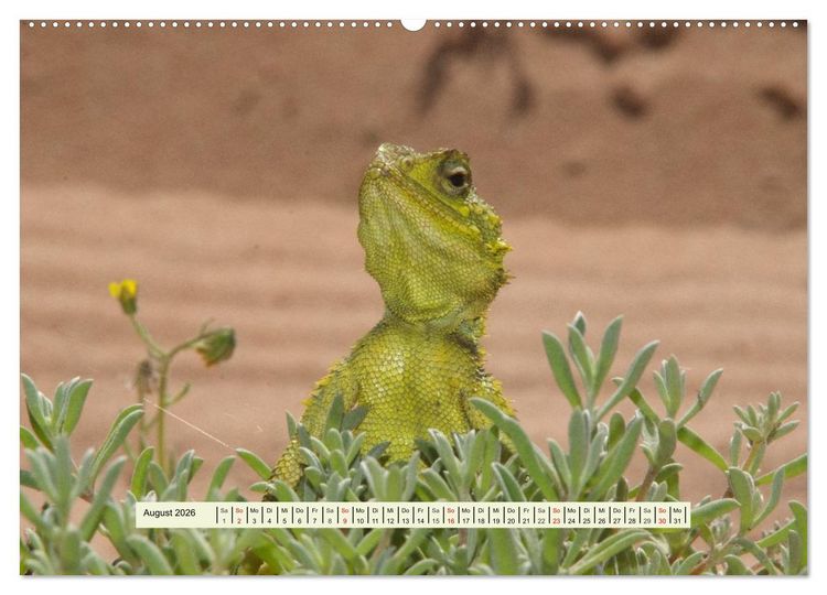Produktbild: Reptilien des s&uuml;dlichen Afrikas (hochwertiger Premium Wandkalender 2026 DIN A2 quer), Kunstdruck in Hochglanz