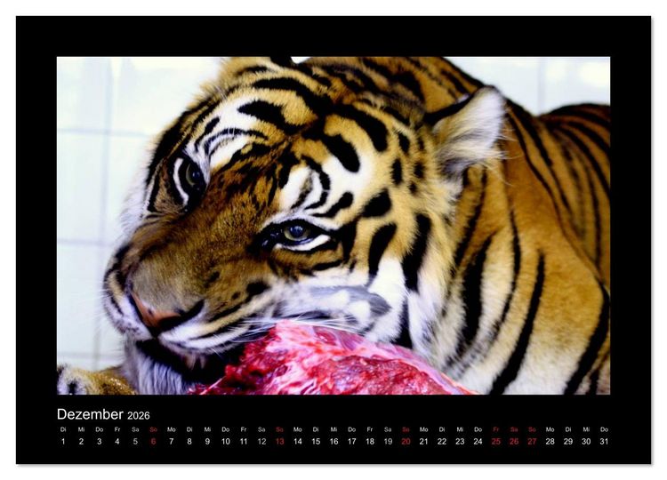 Produktbild: Welt der Katzen - Tiger (Wandkalender 2026 DIN A4 quer), CALVENDO Monatskalender