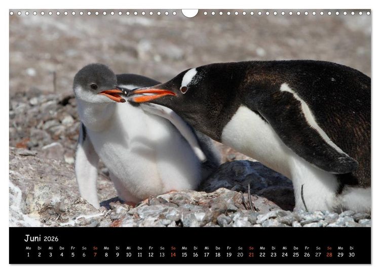 Produktbild: Pinguine aus aller Welt (Wandkalender 2026 DIN A3 quer), CALVENDO Monatskalender