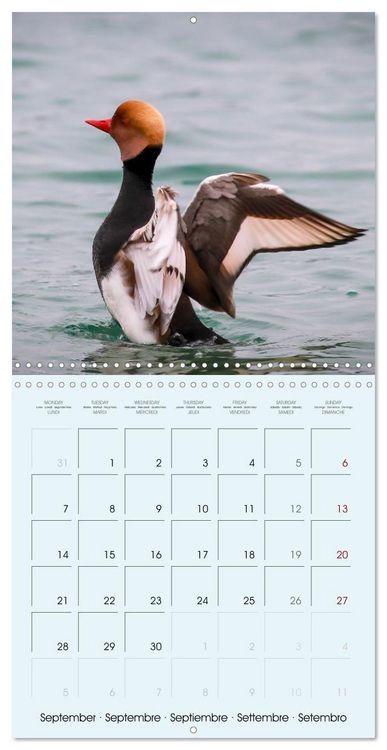 Produktbild: Les oiseaux du lac L&eacute;man (Calendrier mural carr&eacute; 2026 30x30 cm) Calendrier double avec une page pour vos prises de notes