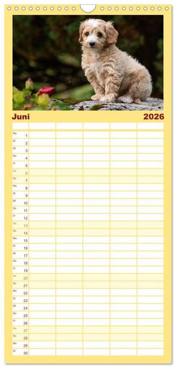 Produktbild: Familienplaner 2026 - Maltipoo Welpen mit 5 Spalten (Wandkalender, 21 x 45 cm) CALVENDO