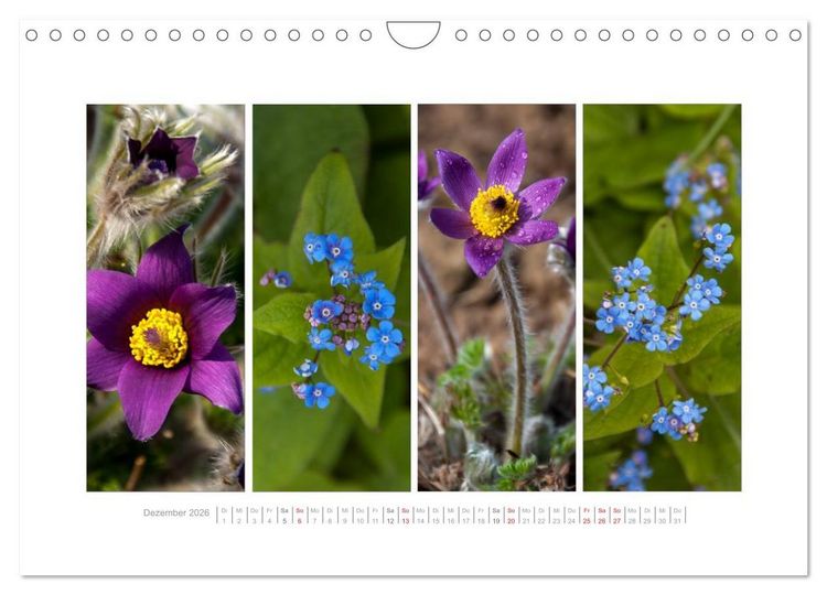 Produktbild: Gartenfreude (Wandkalender 2026 DIN A4 quer), CALVENDO Monatskalender