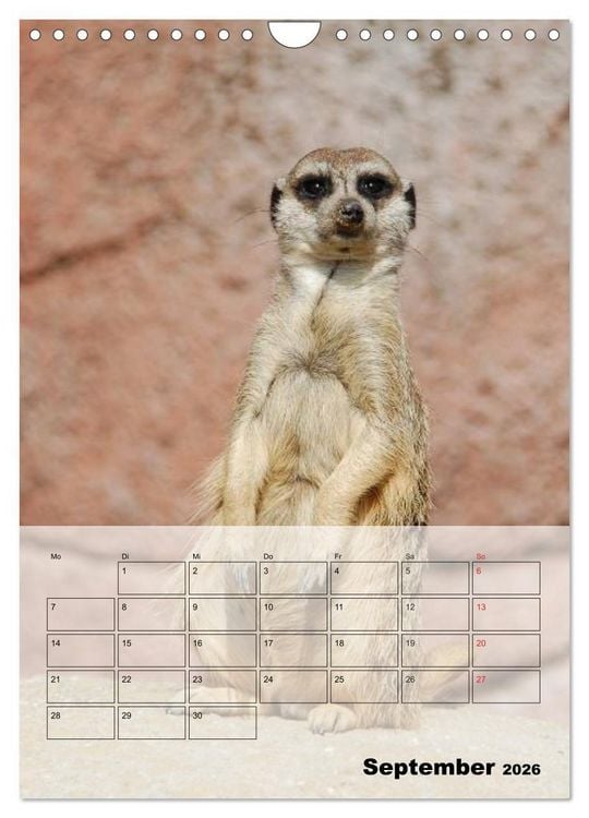 Produktbild: Erdm&auml;nnchen - Afrikas liebenswerte Zwerge (Wandkalender 2026 DIN A4 hoch), CALVENDO Monatskalender