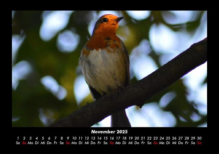 Produktbild: V&ouml;gel 2025 Fotokalender DIN A3