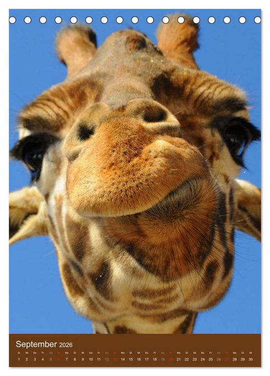 Produktbild: Giraffen (Tischkalender 2026 DIN A5 hoch), CALVENDO Monatskalender