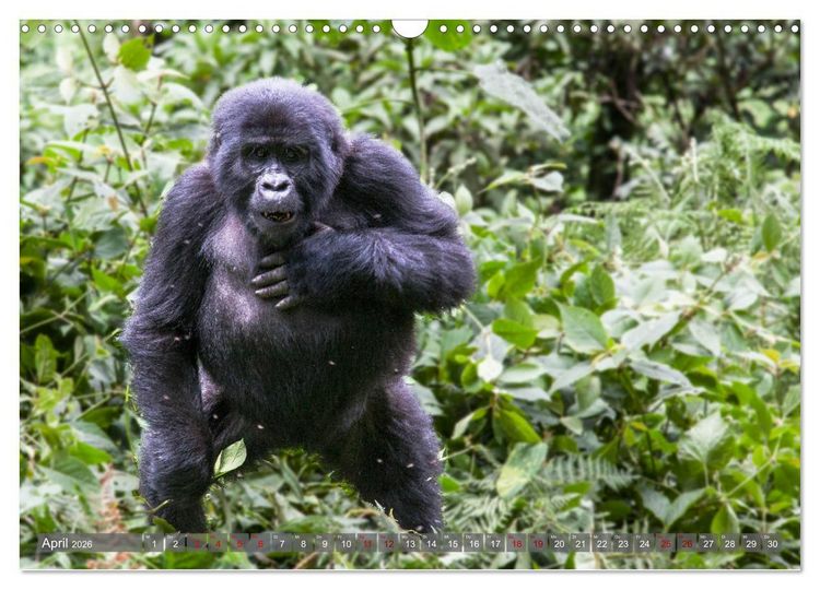 Produktbild: Gorillas ohne Nebel (Wandkalender 2026 DIN A3 quer), CALVENDO Monatskalender