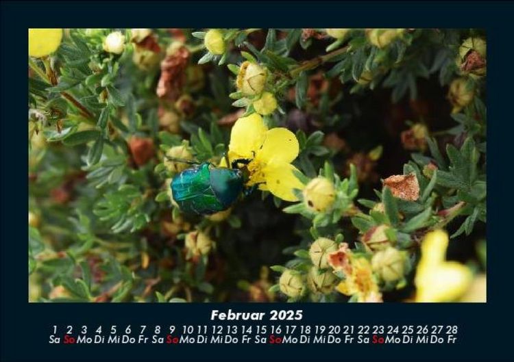 Produktbild: Blumenkalender 2025 Fotokalender DIN A5