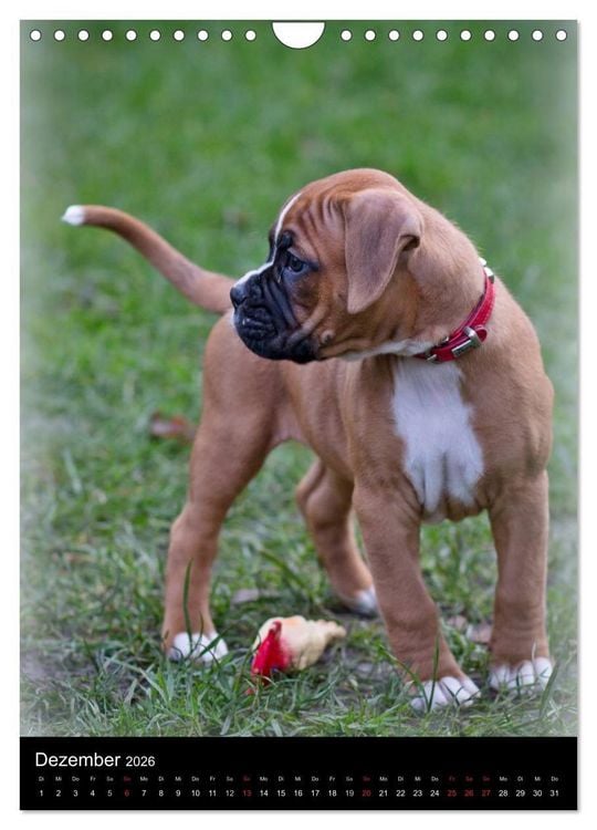 Produktbild: Deutsche Boxer Babys... (Wandkalender 2026 DIN A4 hoch), CALVENDO Monatskalender