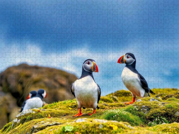 Produktbild: CALVENDO Puzzle Zur&uuml;ck zur Natur - mit dem Vogel, der das Meer liebt. | 2000 Teile Lege-Gr&ouml;&szlig;e 90x67cm Foto-Puzzle f&uuml;r gl&uuml;ckliche Stunden