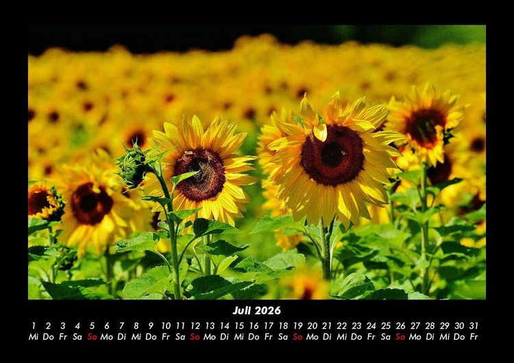 Produktbild: Blumenzauber 2026 Fotokalender DIN A3