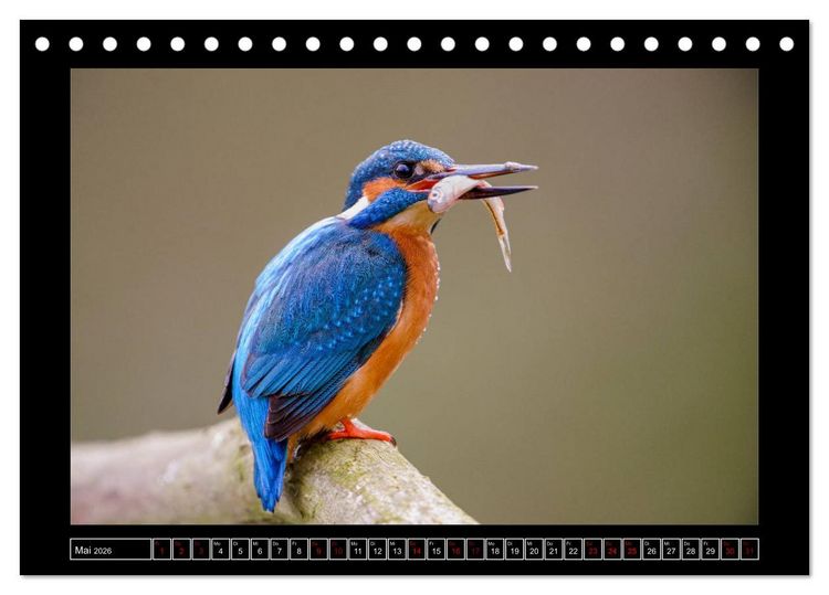 Produktbild: Niederrheinische Vogelwelt (Tischkalender 2026 DIN A5 quer), CALVENDO Monatskalender