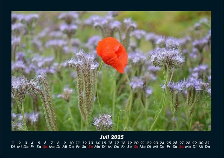 Produktbild: Blumentr&auml;ume 2025 Fotokalender DIN A4