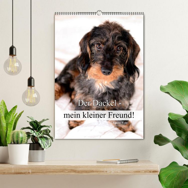 Produktbild: Der Dackel - mein kleiner Freund (Wandkalender 2026 DIN A2 hoch), CALVENDO Monatskalender