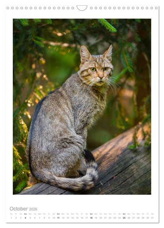 Produktbild: European Wildcats (Wall Calendar 2026 DIN A3 portrait), CALVENDO 12 Month Wall Calendar
