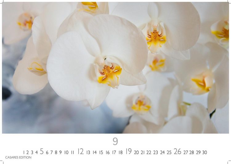 Produktbild: Flower Fantasy Kalender 2027 &ndash; Wandkalender | Fotokalender Naturkalender | Blumenkalender | 24x35cm - Wundersch&ouml;ne Blumenfotos in bestechender &Auml;sthetik