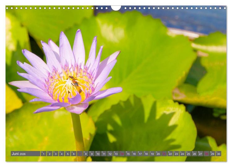 Produktbild: Blumenpracht der Welt (Wandkalender 2026 DIN A3 quer), CALVENDO Monatskalender