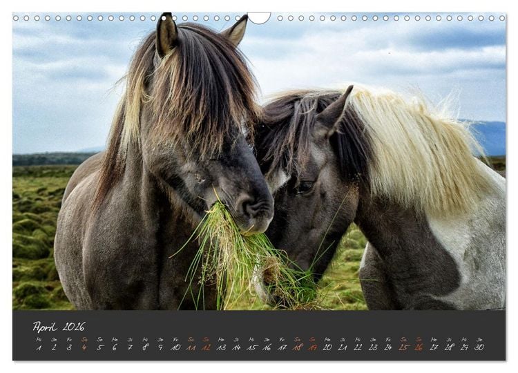 Produktbild: Islandpferde im Isi-Land (Wandkalender 2026 DIN A3 quer), CALVENDO Monatskalender