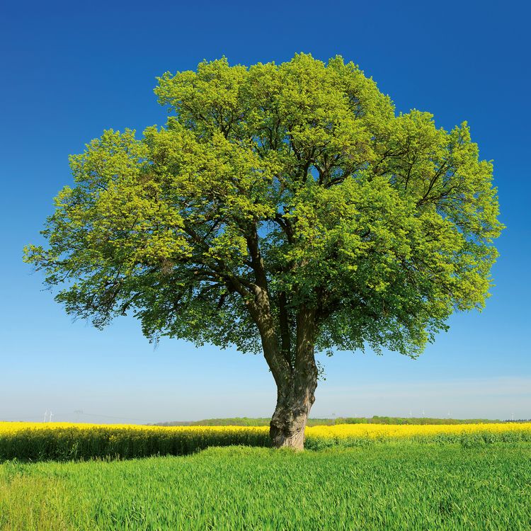 Produktbild: Trees 2027
