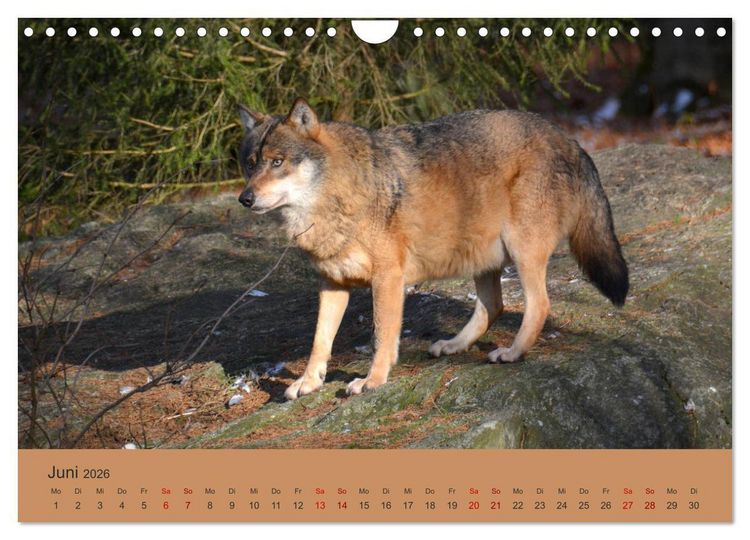 Produktbild: Begegnungen DER WOLF (Wandkalender 2026 DIN A4 quer), CALVENDO Monatskalender