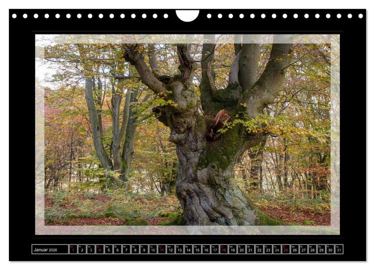 Produktbild: Zauberwald HALLOH (Wandkalender 2026 DIN A4 quer), CALVENDO Monatskalender
