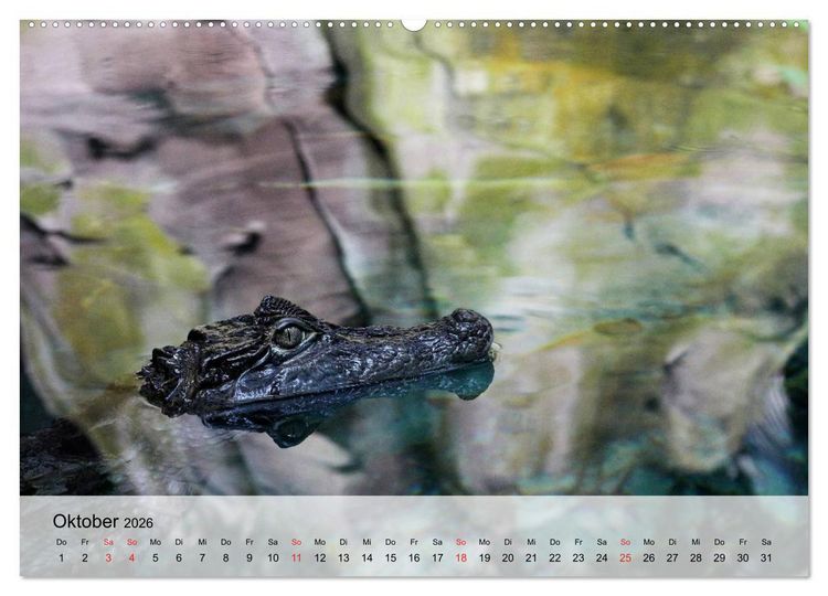 Produktbild: Gro&szlig;e Echsen. Krokodile und Alligatoren (hochwertiger Premium Wandkalender 2026 DIN A2 quer), Kunstdruck in Hochglanz