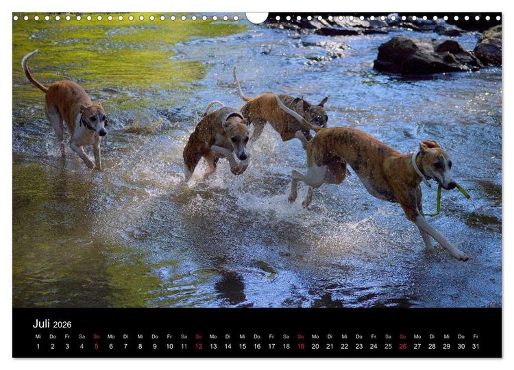Produktbild: Whippet 2026 (Wandkalender 2026 DIN A3 quer), CALVENDO Monatskalender