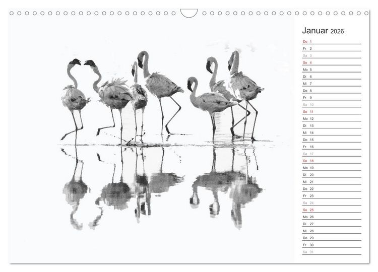 Produktbild: Flamingo Impressionen 2026 (Wandkalender 2026 DIN A3 quer), CALVENDO Monatskalender