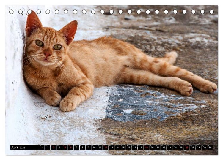 Produktbild: Griechische Katzen (Tischkalender 2026 DIN A5 quer), CALVENDO Monatskalender
