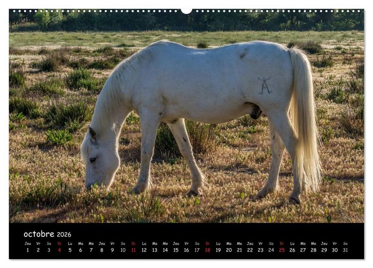 Produktbild: Cheval camarguais (Calendrier mural 2026 DIN A2 vertical) calendrier de bureau