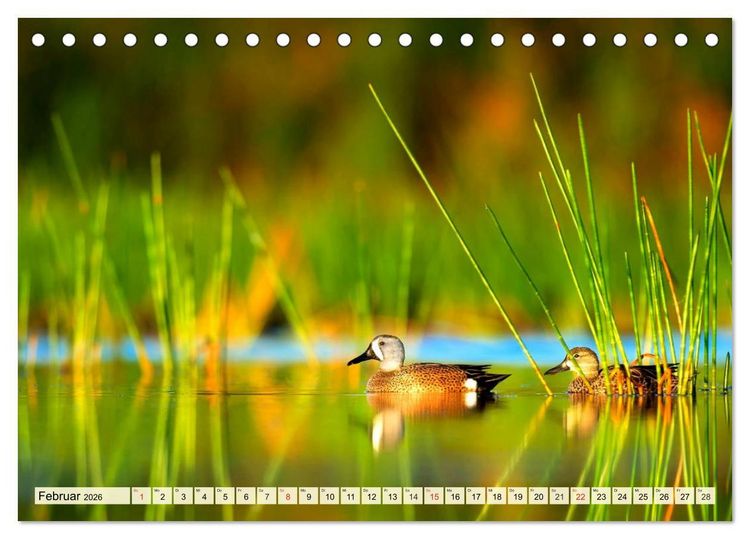 Produktbild: Enten. Beliebt, h&uuml;bsch und imposant (Tischkalender 2026 DIN A5 quer), CALVENDO Monatskalender