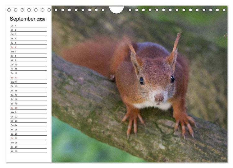Produktbild: Guck mal, ein Eichh&ouml;rnchen! (Wandkalender 2026 DIN A4 quer), CALVENDO Monatskalender